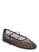 Steve Madden Mash Balerina Brun